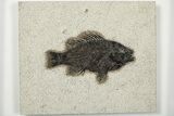 Elegant Fossil Fish (Cockerellites) - Wyoming #203181-1